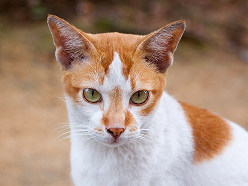 Красный кот